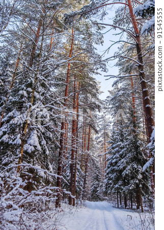 Snowy winter forest in a sunny day. Snow-covered spruces and pines on a background of blue sky 91545555
