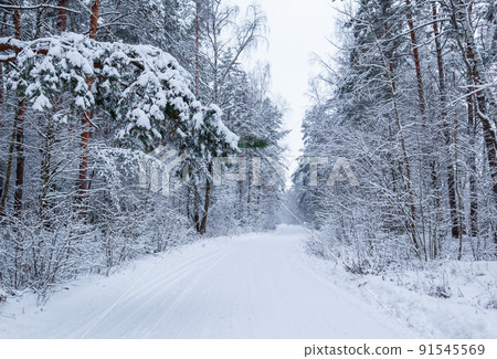 Beautiful winter forest with snowy trees and a white road. Fairy tale. Beautiful winter forest with snowy trees and a white road. Fairy tale. 91545569