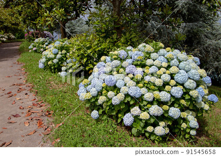 Path in the park framed with blue flowering hydrangea macrophylla or hortensia shrubs Path in the park framed with blue flowering hydrangea macrophylla or hortensia shrubs 91545658