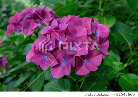 Dark purple hydrangea or hortensia flower head closeup Dark purple hydrangea or hortensia flower head closeup 91545660