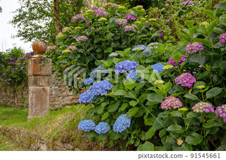 Blue and purple hydrangea macrophylla plants in the old garden Blue and purple hydrangea macrophylla plants in the old garden 91545661