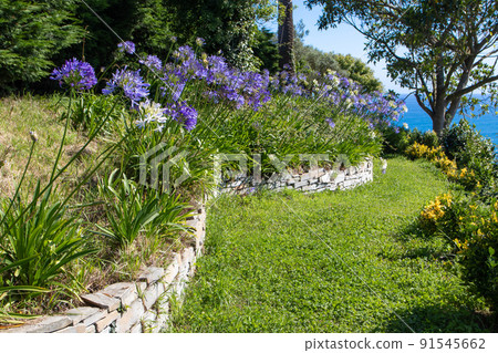 Agapanthus or lily of the Nile or African lily blue and white flowers on the stone retaining wall Agapanthus or lily of the Nile or African lily blue and white flowers on the stone retaining wall 91545662