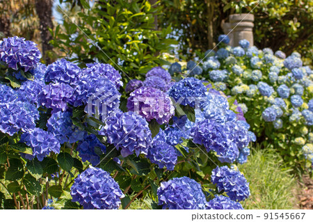 Blue hydrangea macrophylla or hortensia flower heads on the blurred garden background 91545667