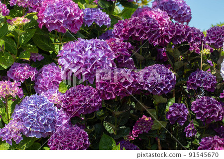 Dark purple hydrangea macrophylla or hortensia flower heads closeup 91545670