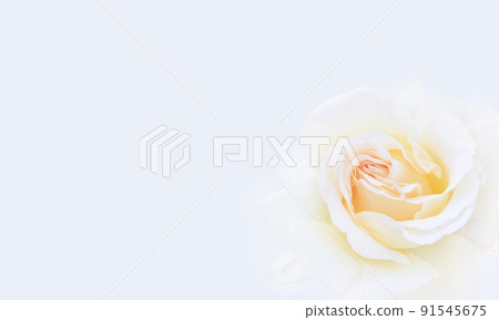 Gift card with yellow white rose flower in the corner. 91545675