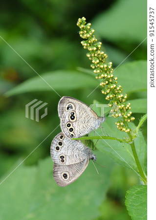 Ypthima argus（交配期間） 91545737