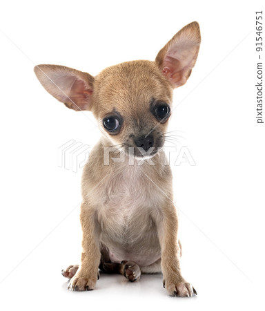 chihuahua in studio chihuahua in studio 91546751