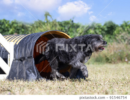 training of agility training of agility 91546754