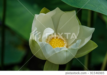 Lotus Lotus 91546985