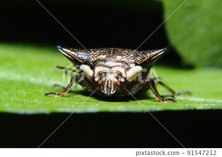 Ushikamemushi 91547212