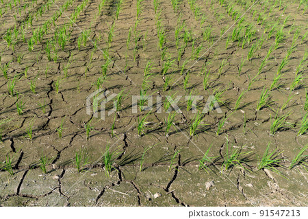 缺水、乾旱、稻田開裂 91547213