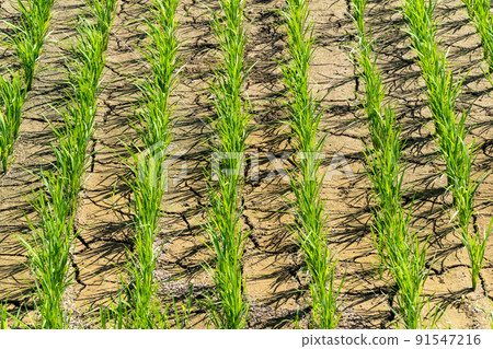 Water shortage, dryness, cracked rice fields Water shortage, dryness, cracked rice fields 91547216