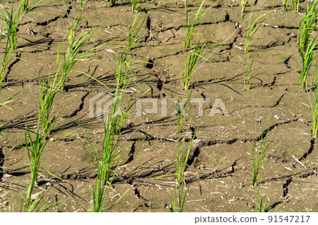 Water shortage, dryness, cracked rice fields Water shortage, dryness, cracked rice fields 91547217