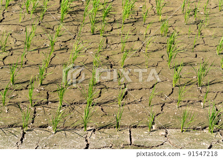 Water shortage, dryness, cracked rice fields 91547218