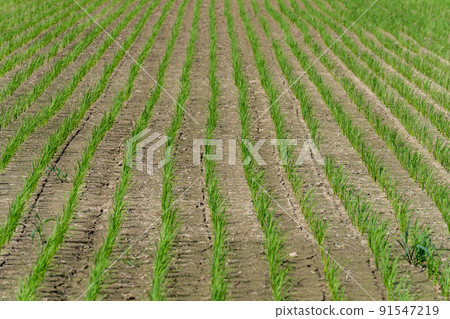 Water shortage, dryness, cracked rice fields 91547219