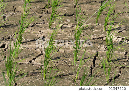 Water shortage, dryness, cracked rice fields 91547220