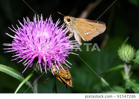 Parnara guttata sucking thistle flowers 91547286