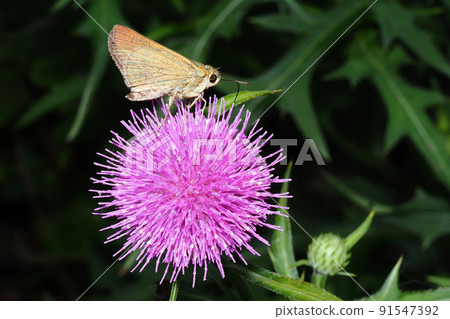 Parnara guttata 吸著薊花 Parnara guttata 吸著薊花 91547392