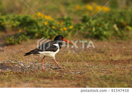 Haematopus ostralegus. Heligoland Island. Germany wildlife. Beautiful picture. From the life of birds. Free nature 91547438