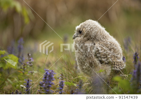 Tawny Owl, Strix aluco, young bird, newly came out of the bird nest on meadow with flowers. Czech republic 91547439