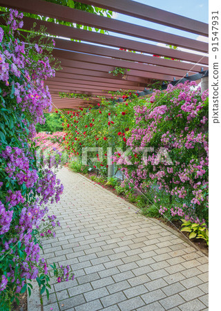 玫瑰隧道【信州天空公園】 91547931