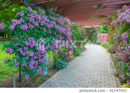 Rose tunnel [Shinshu Sky Park] 91547932