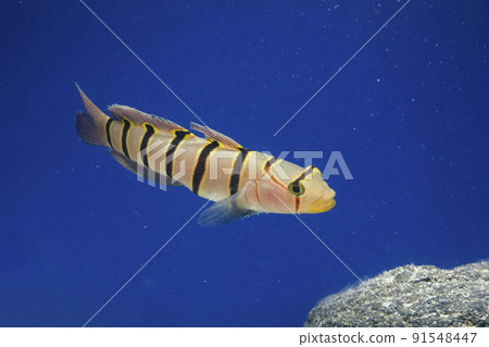 Kinubari goby Kinubari goby 91548447