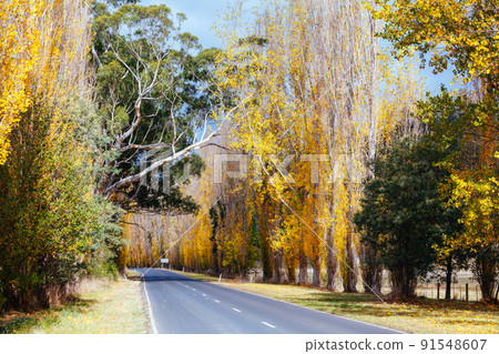 Gould Memorial Drive in Marysville in Australia 91548607