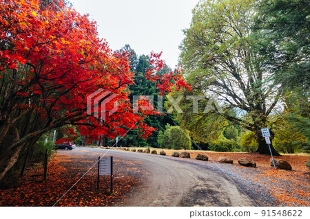 Cement Creek Redwood Forest in Australia Cement Creek Redwood Forest in Australia 91548622