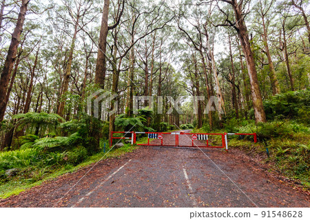 Donna Buang Rd Drive in Victoria Australia Donna Buang Rd Drive in Victoria Australia 91548628