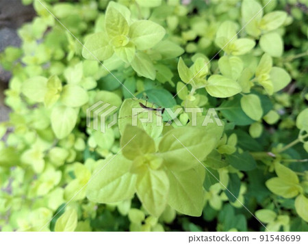 Kamari Kiri 的孩子 91548699