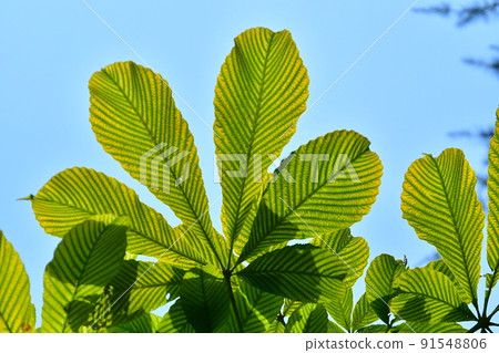 Aesculus turbinata leaf Aesculus turbinata leaf 91548806