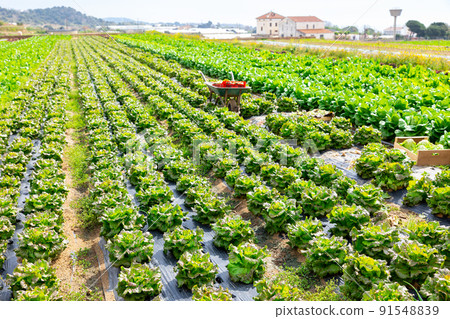 Rows of lettuce salad growing on farmland 91548839