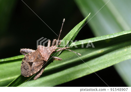 Hojoki bug 91548907