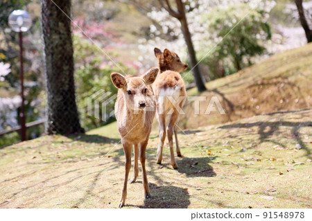 春天鹿 春天鹿 91548978