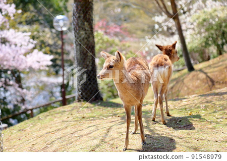 Spring Deer 91548979