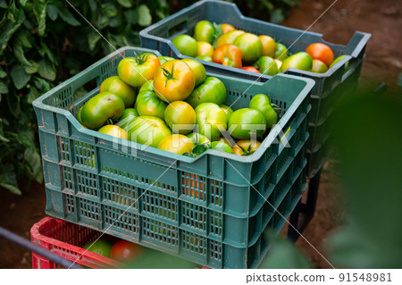 Ripe green tomatoes in plastic boxes in greenhouse Ripe green tomatoes in plastic boxes in greenhouse 91548981