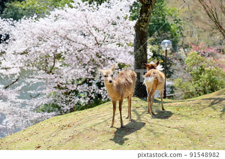 春天鹿櫻花背景 春天鹿櫻花背景 91548982