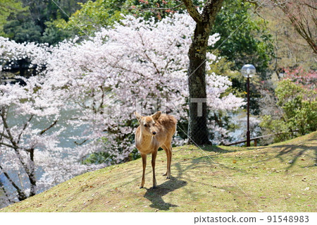 春天鹿櫻花背景 春天鹿櫻花背景 91548983