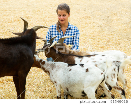 Young woman feeds grass goats to farmer 91549016
