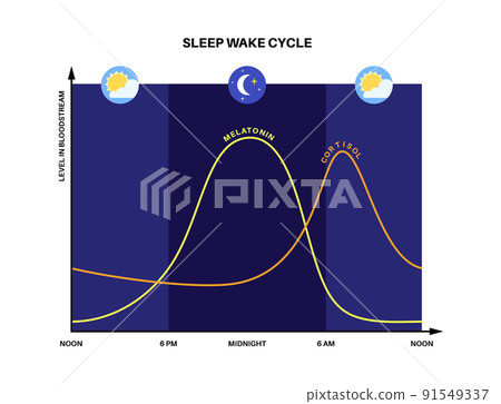 Sleep wake cycle 91549337