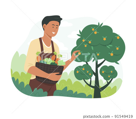 Man Picking Fresh Vegetables and Fruit in Garden. Man Picking Fresh Vegetables and Fruit in Garden. 91549419