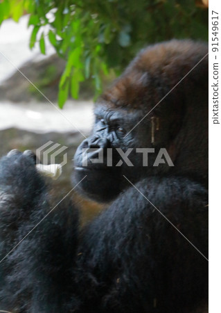 Gorilla at Ueno Zoo in Tokyo 91549617