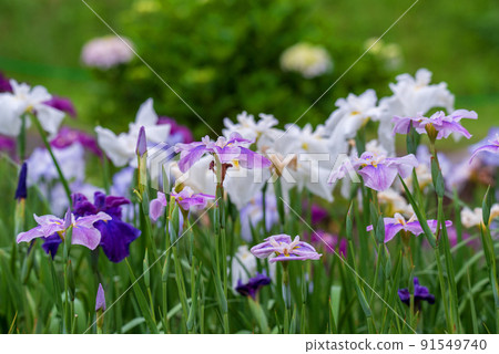 Iris, the rainy season tradition, Maruyama Park 91549740