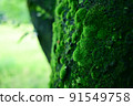 長在樹上的綠色苔蘚 91549758