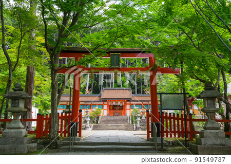 京都大原野神社的鳥居和本社新鮮的綠色 91549787