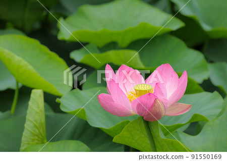 Pure lotus flowers that color the early morning of early summer 91550169