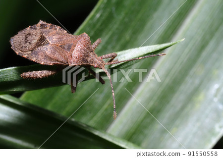 Hojoki bug 91550558