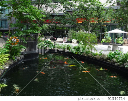 A pond with Nishikigoi from Tokyo Torch A pond with Nishikigoi from Tokyo Torch 91550714