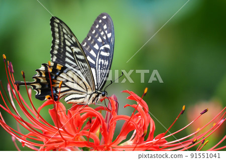Swallowtail (swallowtail) sucking cluster amaryllis 91551041